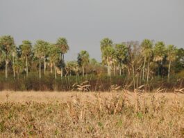 Aportan al relevamiento de aves y mamíferos para un nuevo parque nacional en Chaco
