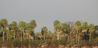 Aportan al relevamiento de aves y mamíferos para un nuevo parque nacional en Chaco