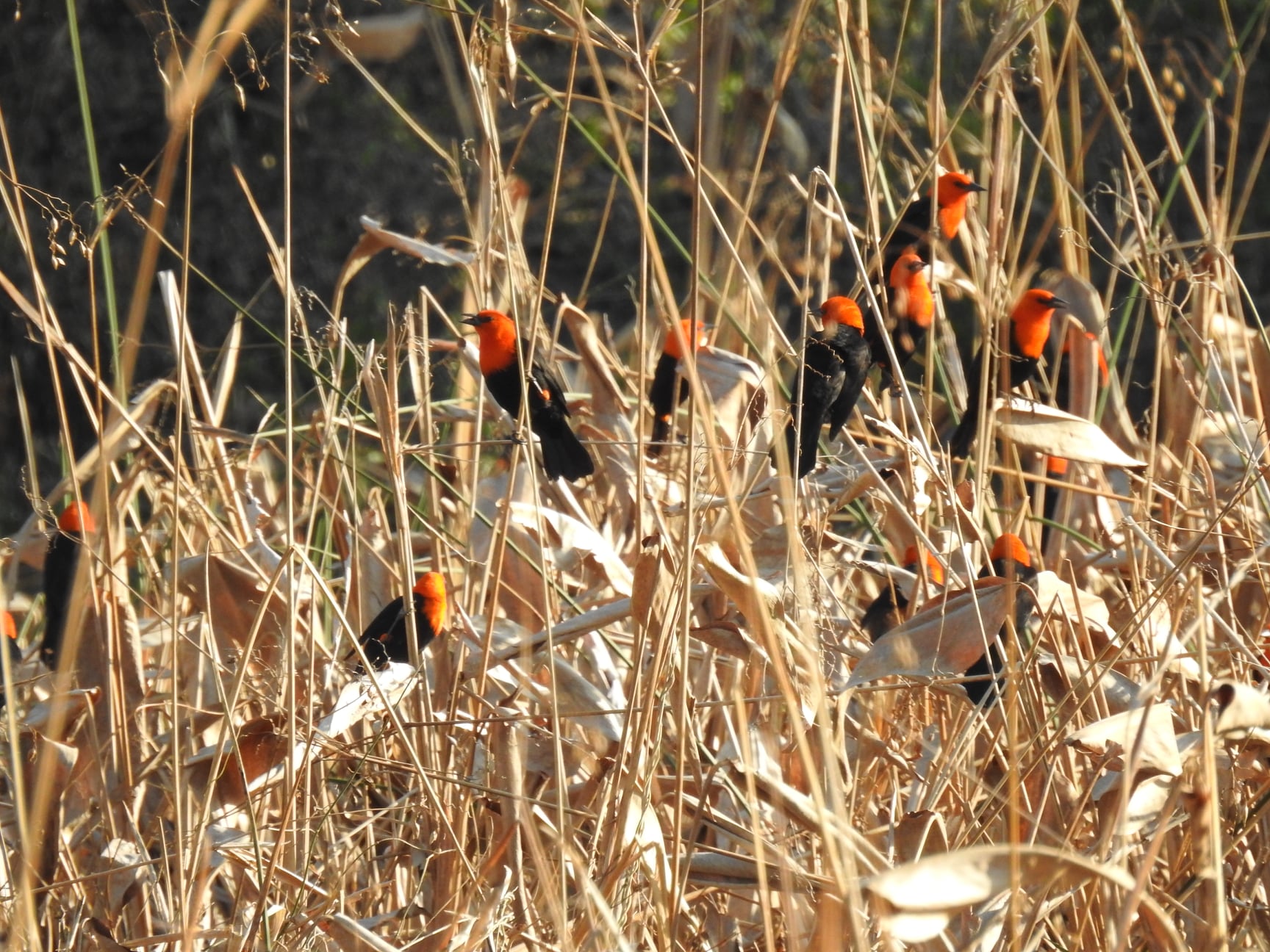 Aportan al relevamiento de aves y mam feros para un nuevo parque