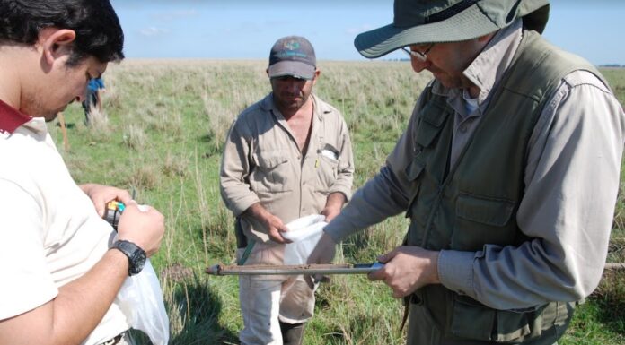 Manejo Holístico, cuando la gestión del pastoreo protege el suelo y aporta a mitigar el cambio climático