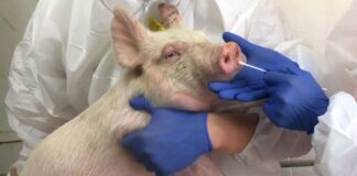 Entrevista Peste Porcina Africana: Argentina refuerza controles ante casos en el caribe americano