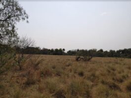 Reserva Santa Catalina: consideran viable la «restauración pasiva» de bosques nativos