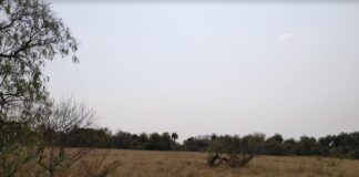 Reserva Santa Catalina: consideran viable la «restauración pasiva» de bosques nativos