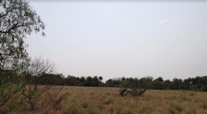 Reserva Santa Catalina: consideran viable la «restauración pasiva» de bosques nativos