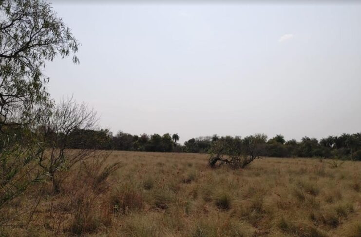 Reserva Santa Catalina: consideran viable la «restauración pasiva» de bosques nativos