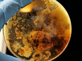 Las superbacterias toman protagonismo ante la progresiva ineficacia de los antibióticos