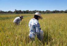 La UNNE entre las universidades con más postulaciones a becas de vocaciones científicas