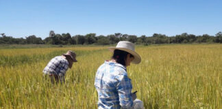 La UNNE entre las universidades con más postulaciones a becas de vocaciones científicas