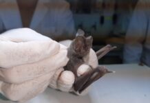 Implementan técnicas más sensibles para optimizar la identificación por especies de murciélagos