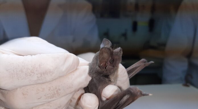 Implementan técnicas más sensibles para optimizar la identificación por especies de murciélagos