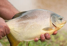 Identifican mohos del tracto digestivo del pacú con potencial como alimento funcional en piscicultura