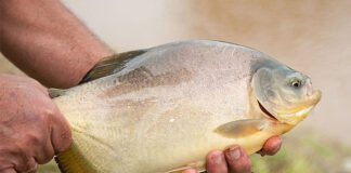 Identifican mohos del tracto digestivo del pacú con potencial como alimento funcional en piscicultura