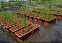 Identifican relación entre el peso específico de granos y la calidad de semillas de arroz en cultivares de Corrientes