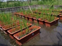 Identifican relación entre el peso específico de granos y la calidad de semillas de arroz en cultivares de Corrientes