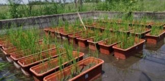 Identifican relación entre el peso específico de granos y la calidad de semillas de arroz en cultivares de Corrientes