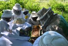 Viajaron a Chaco para conocer sobre el estudio y desarrollo de la apicultura en la región