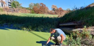 ESPECIALISTA DE LA UNNE QUE ESTUDIÓ LAS MUESTRAS “Algas” en el Río Negro: “se confundió la coloración de la vegetación con las cianobacterias” Los análisis de las muestras tomadas en el Río Negro determinaron que no se trata de “cianobacterias” sino de plantas acuáticas flotantes denominadas “Lemna minuta” o también conocidas como "lentejas de agua"