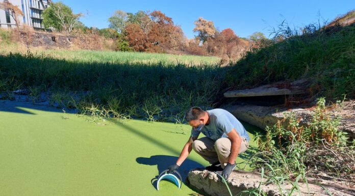 ESPECIALISTA DE LA UNNE QUE ESTUDIÓ LAS MUESTRAS “Algas” en el Río Negro: “se confundió la coloración de la vegetación con las cianobacterias” Los análisis de las muestras tomadas en el Río Negro determinaron que no se trata de “cianobacterias” sino de plantas acuáticas flotantes denominadas “Lemna minuta” o también conocidas como "lentejas de agua"