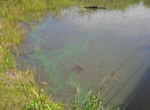 Las cianobacterias comenzaron a cambiar la coloración del río, a partir de una mayor presencia, aproximadamente desde el año 2004.