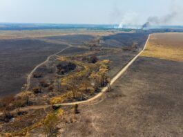 «Los incendios tendrán un impacto en los precios en pocos meses»