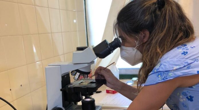 DÍA DE LA MUJER Y LA NIÑA EN LA CIENCIA Investigación en la UNNE: más de la mitad son mujeres que hoy celebran su día