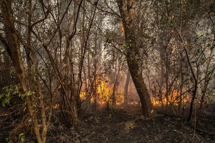 En esta foto de Emilio White, puede verse el fuego consumiendo árboles de bosques de Corrientes.