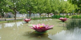 EDICIÓN 2022 DEL PREMIO UNNE PARA LAS ARTES VISUALES Reflexiones sobre el Paisaje: una propuesta que reunirá a artistas del país en el Iberá y el Impenetrable En su obra "Jardines flotantes", Marcela Cabutti pone en valor la flor del Irupé, una de las típicas flores de los Esteros del Iberá.