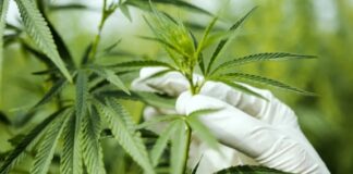 Trabajarán en el desarrollo de snack de frutos regionales con extractos de Cannabis con alto CBD