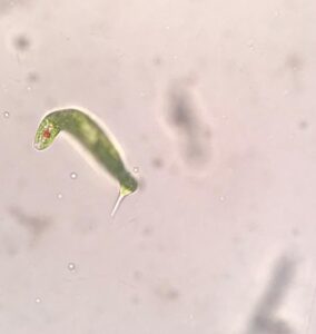 Euglenofitas, uno de los componentes del fitoplancton del Río Negro, de las muestras tomadas.