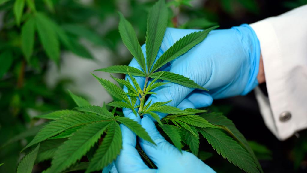 Trabajarán en el desarrollo de snack de frutos regionales con extractos de  Cannabis con alto CBD | Medios Unne