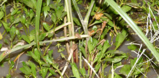 Fonoteca Zoológica de la UNNE, una iniciativa para registrar sonidos de especies de la fauna regional