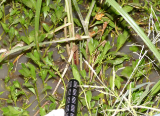 Fonoteca Zoológica de la UNNE, una iniciativa para registrar sonidos de especies de la fauna regional