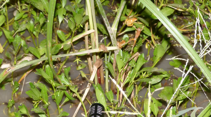 Fonoteca Zoológica de la UNNE, una iniciativa para registrar sonidos de especies de la fauna regional