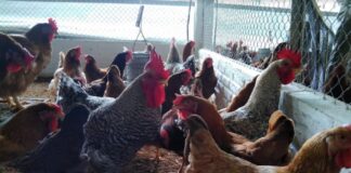 Con programas de alimentación mejoran la calidad del huevo incubable en gallinas reproductoras de crecimiento lento