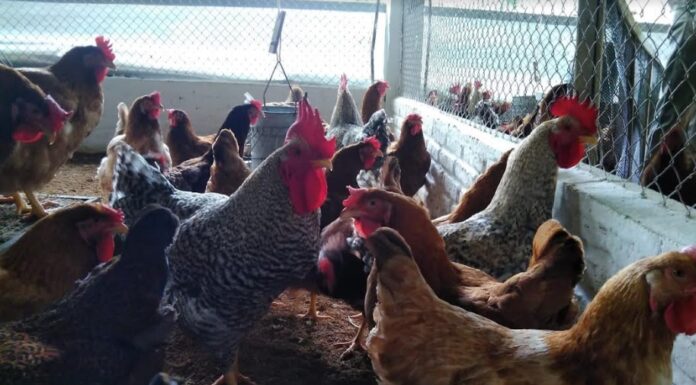 Con programas de alimentación mejoran la calidad del huevo incubable en gallinas reproductoras de crecimiento lento