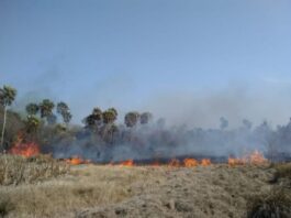 CECOAL reorienta líneas de estudios hacia el impacto de incendios y la restauración ecológica