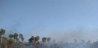 UNNE/CONICET CECOAL reorienta líneas de estudios hacia el impacto de incendios y la restauración ecológica
