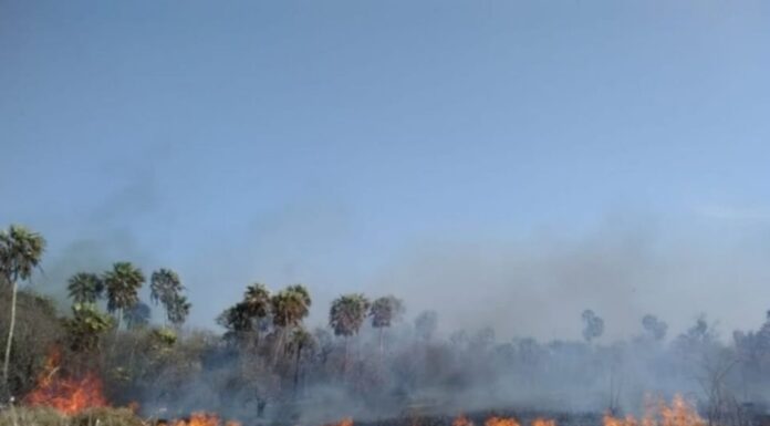 UNNE/CONICET CECOAL reorienta líneas de estudios hacia el impacto de incendios y la restauración ecológica