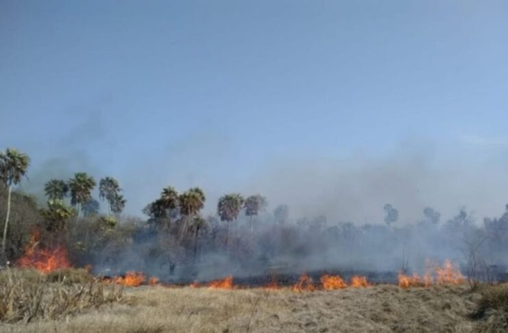 CECOAL reorienta líneas de estudios hacia el impacto de incendios y la restauración ecológica