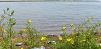 Ciencia para cuidar el ambiente Un nuevo episodio de Abstract Podcast alerta sobre la contaminación de microplásticos en el Paraná