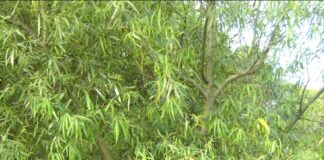 Investigación comprueba efecto antiinflamatorio de extracto etanólico del Laurel Amarillo