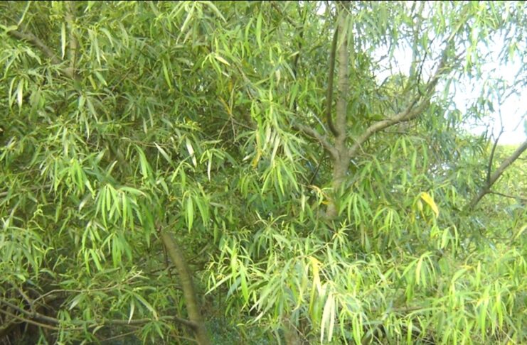 Investigación comprueba efecto antiinflamatorio de extracto etanólico del Laurel Amarillo