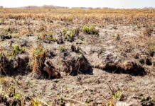 LUIS MARIA MESTRES, SECRETARIO DE DESARROLLO FORESTAL DE CORRIENTES «Tenemos que pensar en que el clima y la forma de producir no van a ser los mismos»
