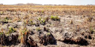 LUIS MARIA MESTRES, SECRETARIO DE DESARROLLO FORESTAL DE CORRIENTES «Tenemos que pensar en que el clima y la forma de producir no van a ser los mismos»