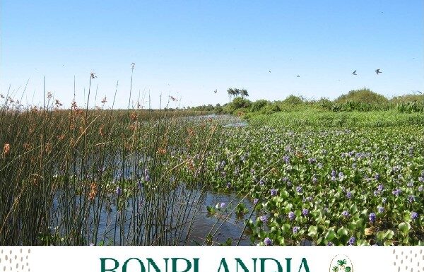Difusión Científica Bonplandia: convocatoria para número especial sobre el Macrosistema Iberá Convocatoria para el número especial de la Revista Bonplandia
