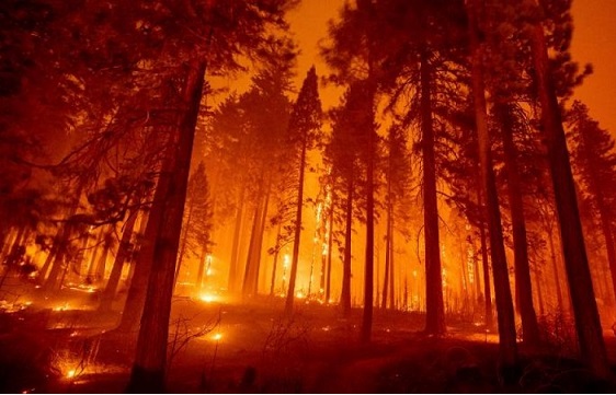 Bosque de pino invadido por el fuego