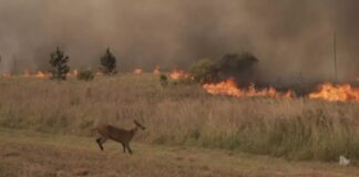 DESDE EL CECOAL Incendios en Corrientes: evaluarán el impacto sobre la fauna silvestre Mediante esta investigación, se podrá estimar la cantidad de vertebrados muertos como consecuencia del fuego. (Foto: gentileza Sebastián Toba).