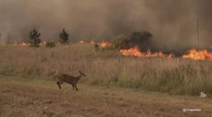 DESDE EL CECOAL Incendios en Corrientes: evaluarán el impacto sobre la fauna silvestre Mediante esta investigación, se podrá estimar la cantidad de vertebrados muertos como consecuencia del fuego. (Foto: gentileza Sebastián Toba).