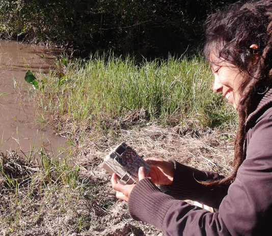 Investigadora de la UNNE nominada al Oscar Verde: «Si logramos conservar al pecarí quimilero es porque logramos conservar estos bosques» Micaela Camino forma parte del equipo del Laboratorio de Biología de la Conservación del CECOAL.