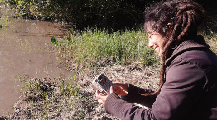 MICAELA CAMINO TRABAJA EN LA PRESERVACIÓN DEL PECARÍ QUIMILERO Investigadora de la UNNE nominada al Oscar Verde: «Si logramos conservar al pecarí quimilero es porque logramos conservar estos bosques» Micaela Camino forma parte del equipo del Laboratorio de Biología de la Conservación del CECOAL.